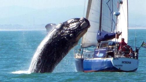 Whale collides with sailing boat ©  SW